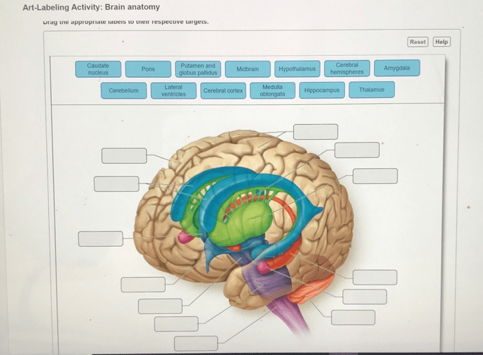 Art labeling activity brain anatomy