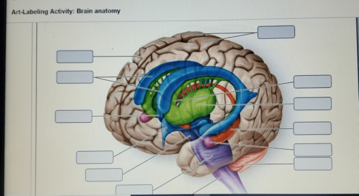 Art labeling activity brain anatomy