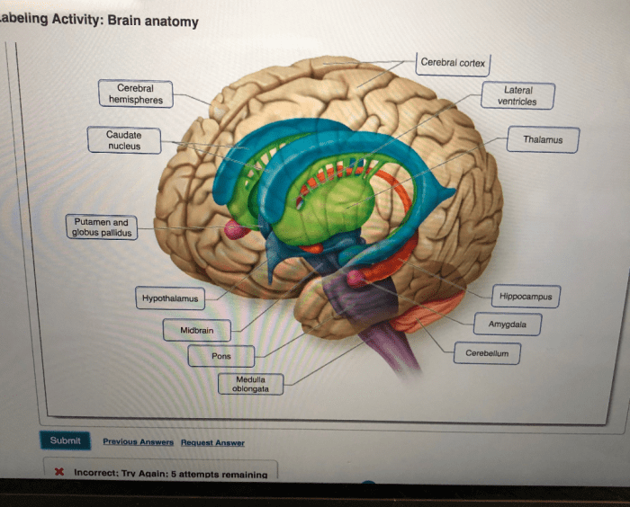 Drag respective appropriate labels targets their labeling activity figure part answers ventricle lateral aperture foramen interventricular third 4b fourth median