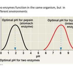 Rate of reaction pogil key