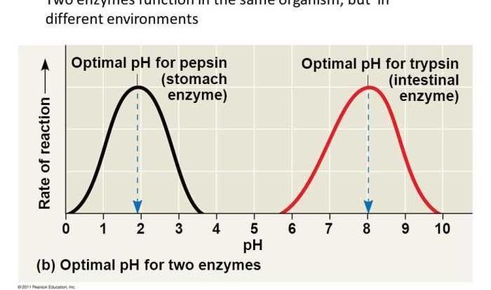 Rate of reaction pogil key